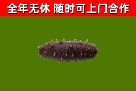 夹江烟酒回收干海参.jpg
